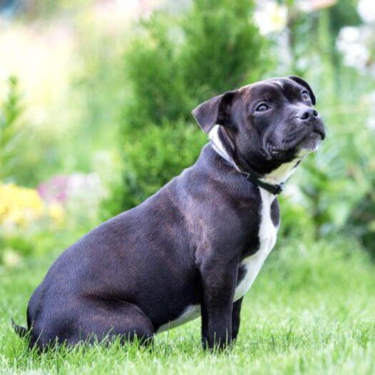 Black staffy fashion